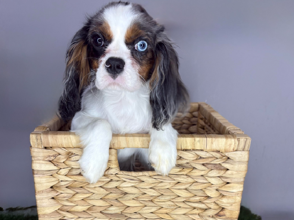 Male Cavalier King Charles Spaniel Puppy for Sale in Cordova, TN