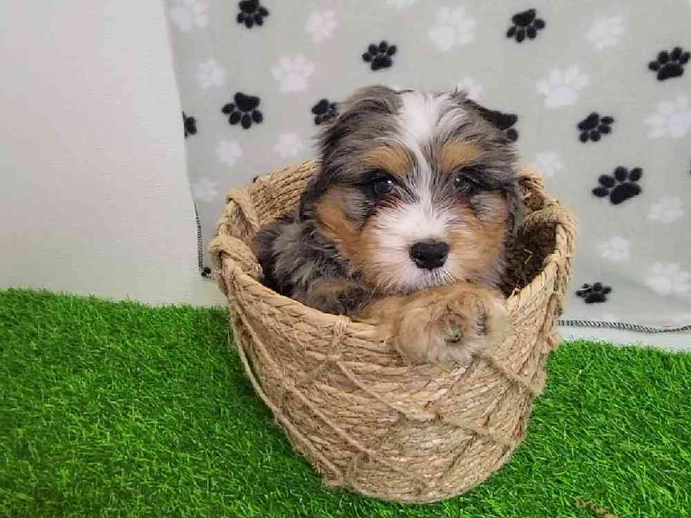 Male Bernedoodle Puppy for Sale in Arlington, TX